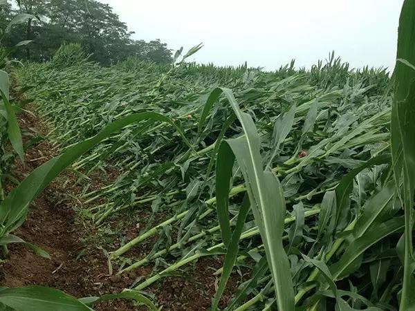 1564213950.jpg 微信图片_20190727154947.jpg