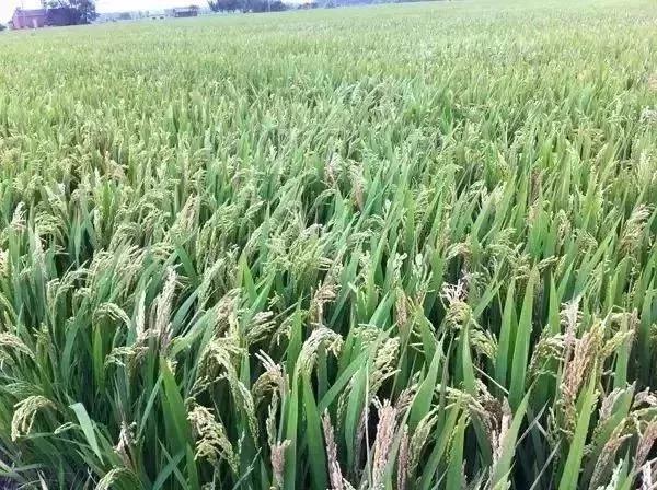 1566287097.jpg 微信图片_20190820154217.jpg