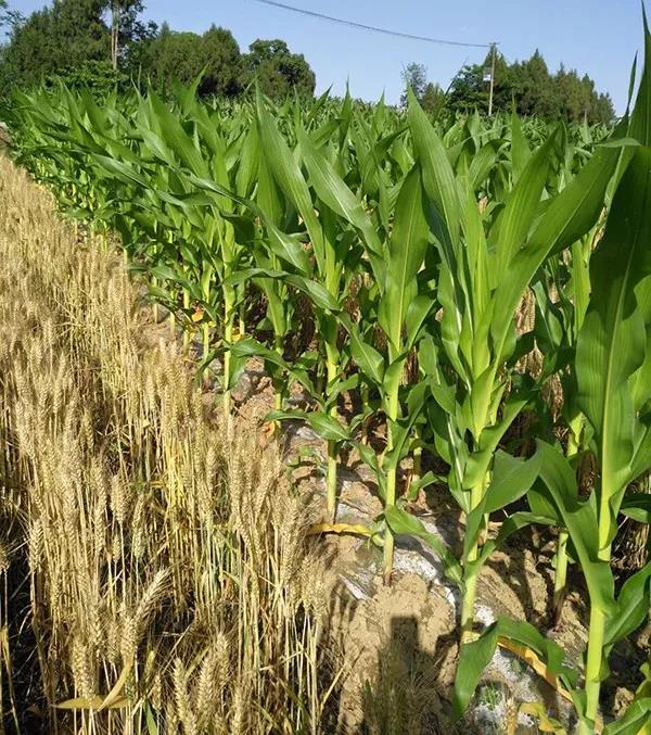 1590281885.jpg 微信图片_20200524085727.jpg