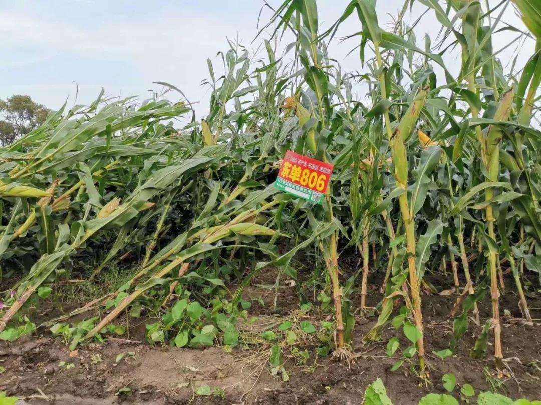 1600072846.jpg 微信图片_20200914163929.jpg