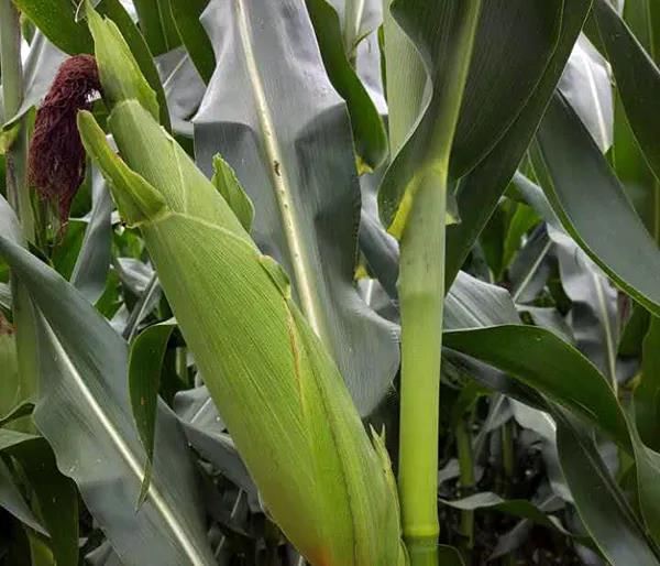 1630975339.jpg 微信图片_20210907084135.jpg